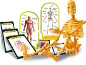 Anatomia Box, oppia kehon