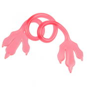 Joustavat Tahmeat Dinosauruksen Kynnet